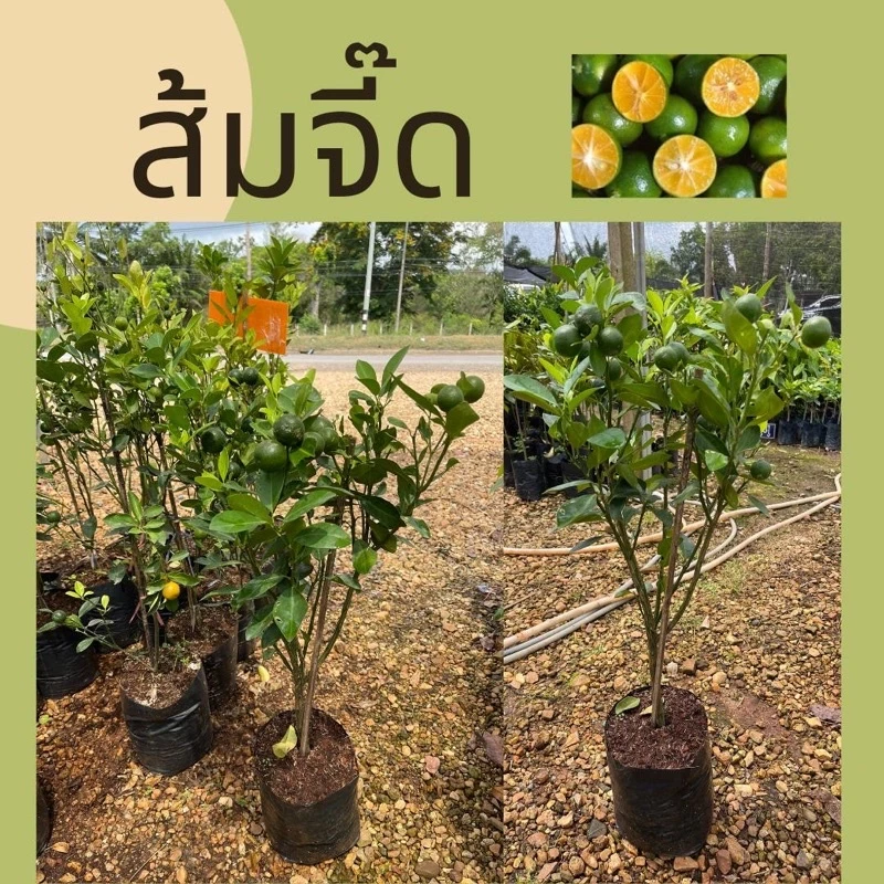 ต้นส้มจี๊ด 🍊ทรงพุ่มติดลูก ต้นส้มสีทอง ไม้มงคล เลี้ยงง่าย ไซส์สูง60-70ซม แพ็ค 1,2,4 ต้น — ของมงคลหมวดบ้านและฮวงจุ้ย