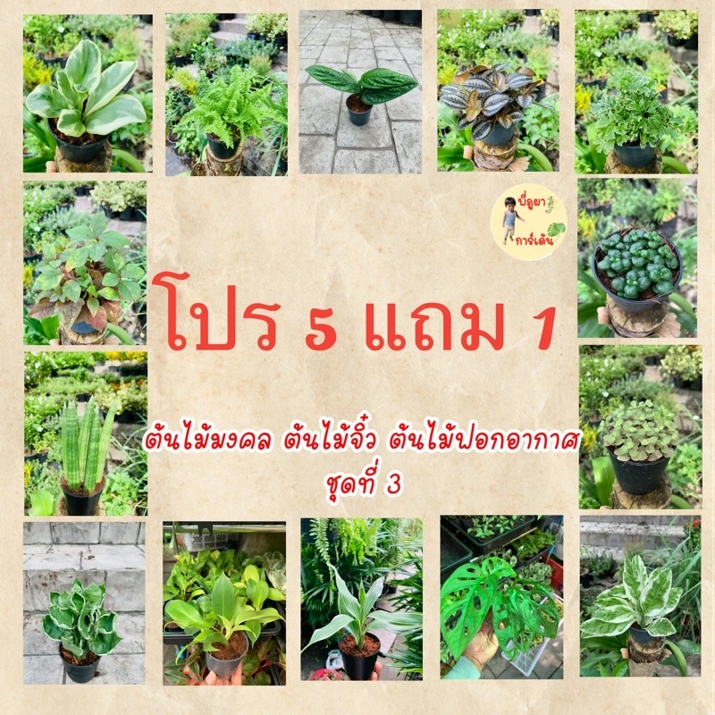 ต้นไม้มงคล ต้นไม้ฟอกอากาศ ตั้งโต๊ะทำงาน (ซื้อ 5 แถม 1 ) กด 6 ต้นได้เลยจ้า🌿 แถมฟรีปุ๋ยหมัก — ของมงคลหมวดการงานและธุรกิจ