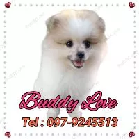 Buddy Love