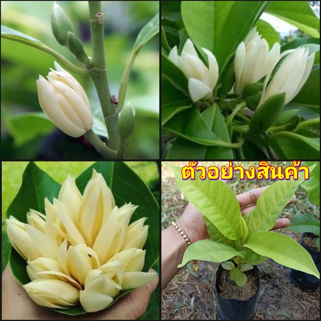 (2ต้น)(vาย ต้นพันธุ์) ต้น ดอก ต้นจำปีแคระ จำปีแคระ จำปีจิ๋ว จำปีต้นเตี้ย จำปี ต้นจำปี เตี้ย ต้นเตี้ย แคระ happy — ของมงคลหมวดบ้านและฮวงจุ้ย