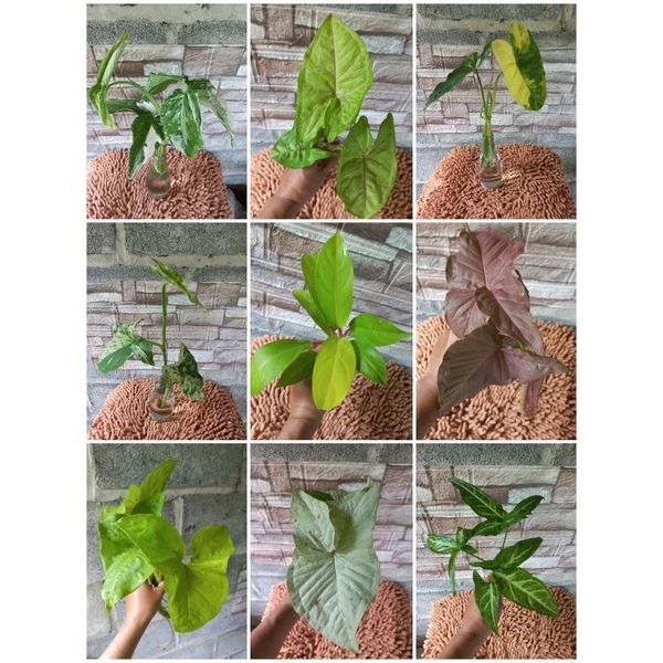 syngonium ไม้ด่างไม้ฟอกอากาศ เลี้ยงน้ำได้ (จำนวน 1 กิ่ง) ต้นไม้ฟอกอากาศ ต้นไม้ พลูด่าง ไม้ด่างกระแส ไม้ด่างราคาถูก — ของมงคลหมวดบ้านและฮวงจุ้ย