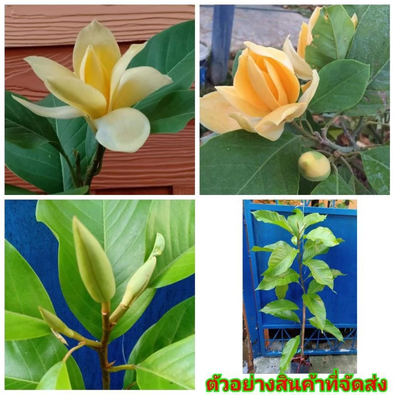 (1ต้น) สูง 60-100cm ต้น ดอก มณจำปา ต้นมณจำปา ติดดอกแล้ว มนจำปา มนต์จำปา ต้นมนจำปา ต้นมนต์จำปา ติดดอก เบนซ์ ไม้ไทยดอกหอม — ของมงคลหมวดบ้านและฮวงจุ้ย