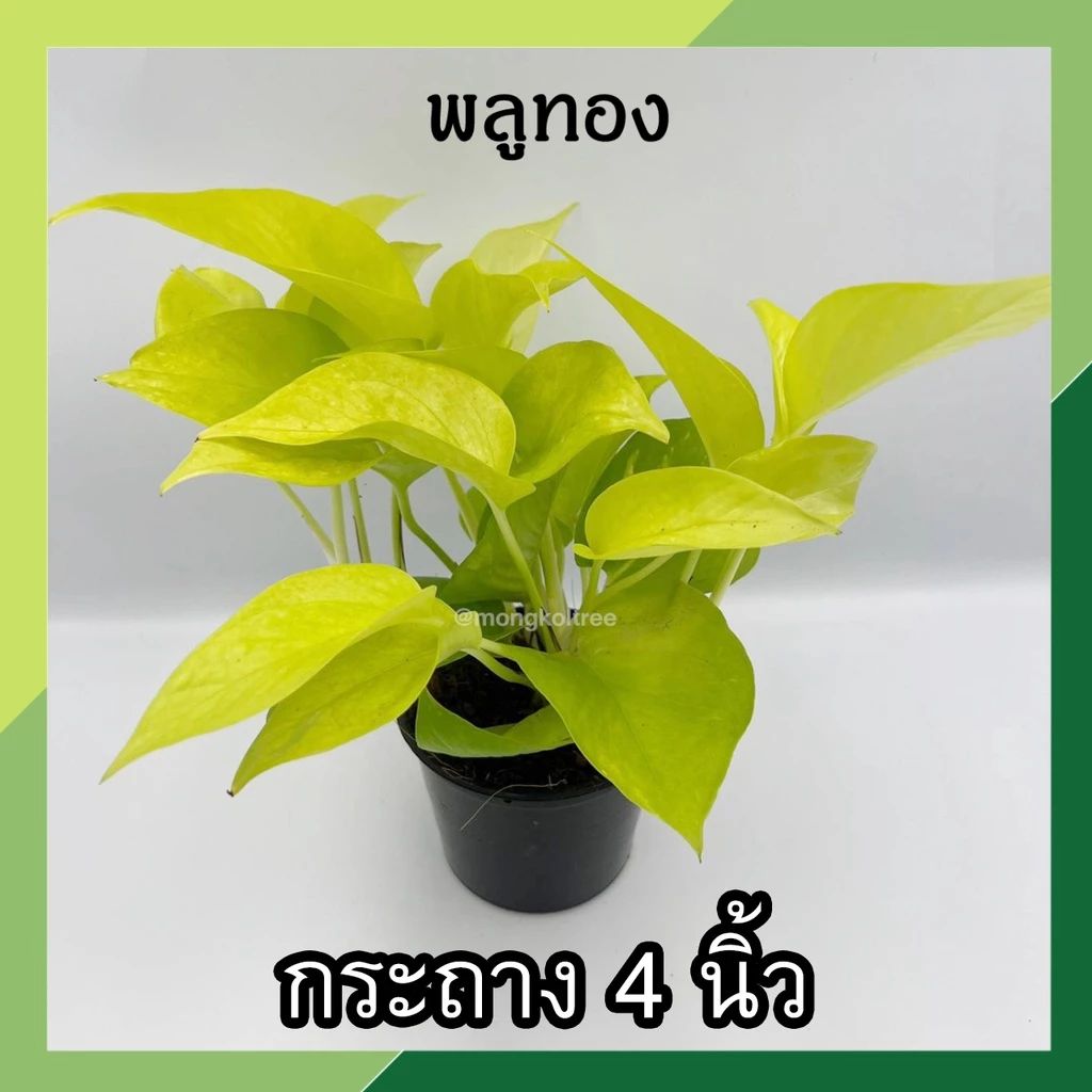 (3 ต้น ลด 5%) พลูทอง พลูด่างทอง กระถาง 4 นิ้ว พุ่มแน่น ใบสวย ต้นไม้ฟอกอากาศ ต้นไม่มงคล ต้นไม้ในร่ม ปลูกประดับบ้าน คอนโด — ของมงคลหมวดบ้านและฮวงจุ้ย
