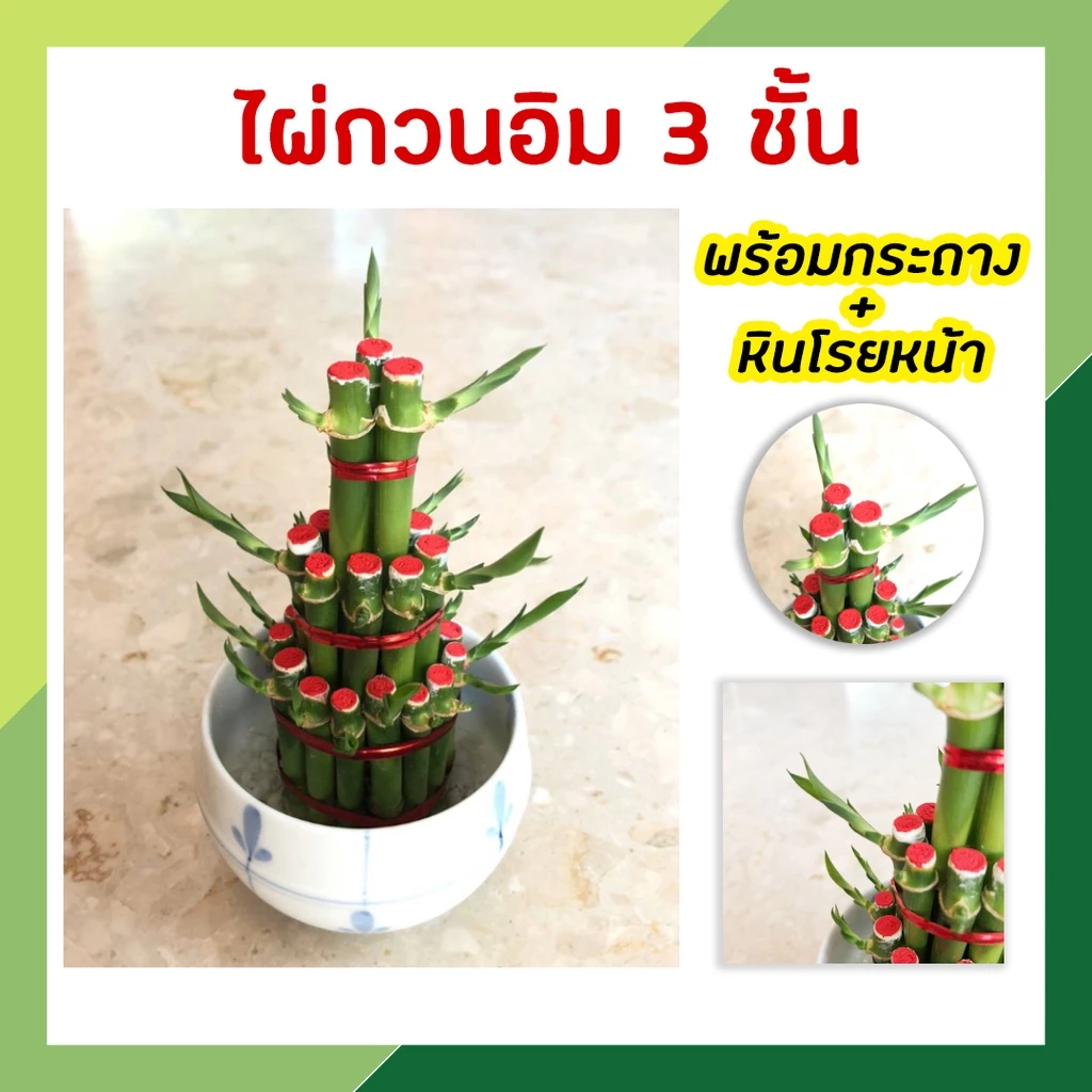 ไผ่กวนอิม 3 ชั้น ไผ่กวนอิมพร้อมกระถาง เสริมฮวงจุ้ยบ้าน ต้นไผ่กวนอิม ต้นไม้มงคล ประดับโต๊ะทำงาน วางบนโต๊ะทำงานได้ — ของมงคลหมวดการเงินและโชคลาภ