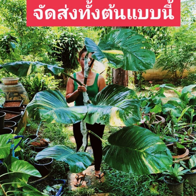 ต้นพลูด่างยักษ์,พลูด่างฉีก💥ส่งทั้งต้นมี3-5ใบใหญ่ๆ สูง80ซม.💥 พลูด่างลายใบใหญ่ พลูฉีกด่าง,พลูด่างใบใหญ่,พลูด่างยักษ์ใบแฉก — ของมงคลหมวดบ้านและฮวงจุ้ย