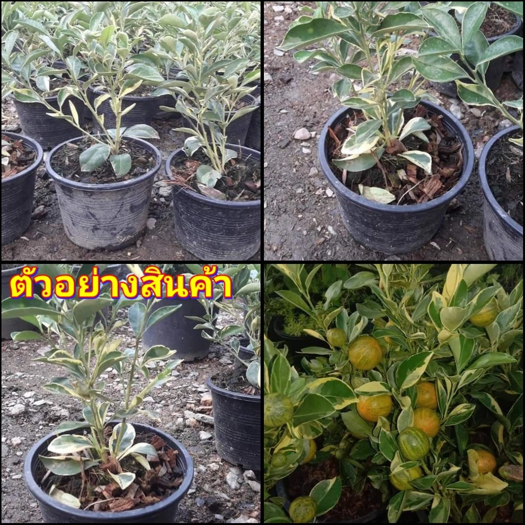 (1ต้น)(vาย ต้นพันธุ์) ต้น ส้มจี๊ดด่าง ต้นส้มจี๊ดด่าง ส้มจี๊ด ด่าง ต้นส้มจี๊ด ส้ม ต้นส้ม ไร่อิงดาว — ของมงคลหมวดบ้านและฮวงจุ้ย