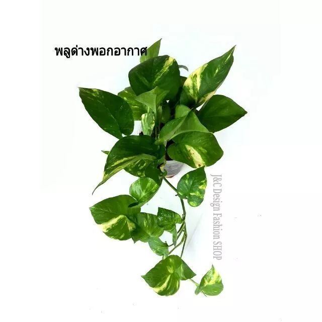 ต้นพลูด่าง ต้นพลูด่างฟองอากาศ พลูด่างประดับ พลูด่างตกแต่งสวน พลูด่างหินอ่อนต้นสมบูรณ์ — ของมงคลหมวดบ้านและฮวงจุ้ย