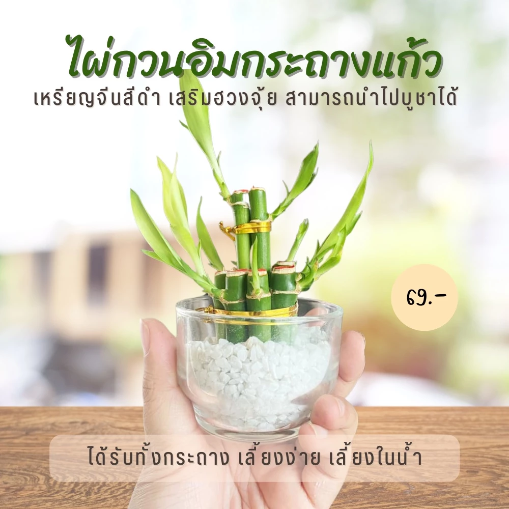 ไผ่กวนอิม เสริมฮวงจุ้ยบ้าน ต้นไผ่กวนอิม ไม้มงคลประดับโต๊ะทำงาน วางบนโต๊ะทำงานได้ — ของมงคลหมวดการเงินและโชคลาภ