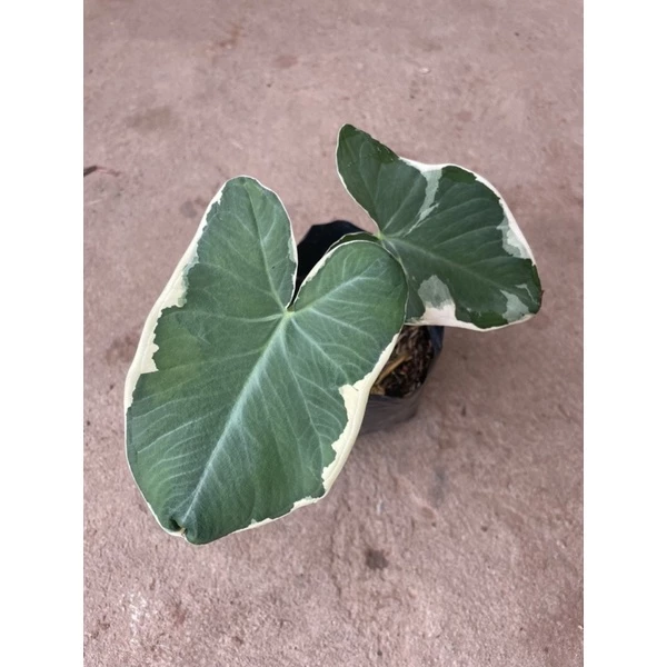 ถุงเงินถุงทอง 🌿ไม้ด่าง ไม้มงคล ห่อเงินห่อทอง จัดส่งทั้งถุงดำ — ของมงคลหมวดการเงินและโชคลาภ