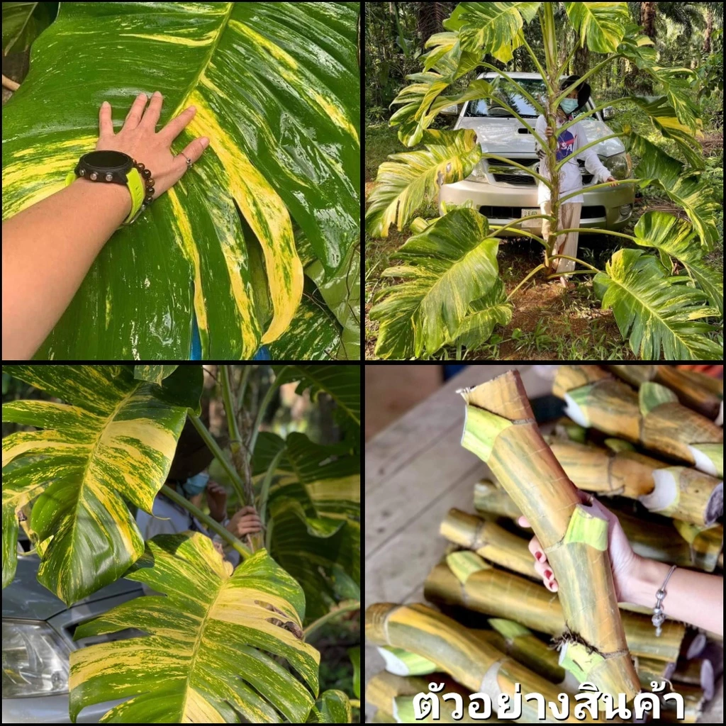 (1กิ่ง)(ขาย กิ่งพันธุ์) กิ่ง ท่อน พลูด่างยักษ์ใบฉีก Epipremnum aureum พลูด่างยักษ์ ใบฉีก พลูด่าง ต้นพลูด่าง / สวนและบ้าน — ของมงคลหมวดบ้านและฮวงจุ้ย
