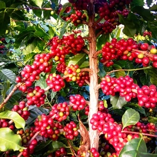 Coffee-Cup