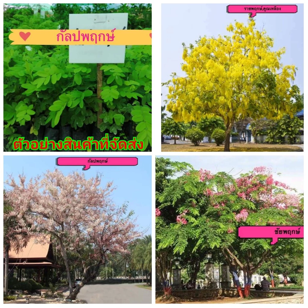 (1ต้น)รวม (ขาย ต้นพันธุ์) ดอก ต้น ชัยพฤกษ์ กัลปพฤกษ์ ราชพฤกษ์ คูณ คูน สีเหลือง สีขาว ต้นคูณ ดอกคูณ ต้นคูน ดอกคูน เบนซ์ — ของมงคลหมวดบ้านและฮวงจุ้ย