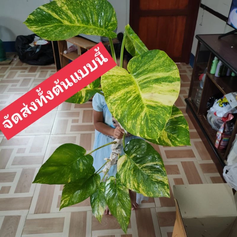 ต้นพลูด่างยักษ์ใบฉีก💥ส่งทั้งต้น5-10ใบสูง80ซม.💥พลูด่างลายใบใหญ่,พลูฉีกด่าง,พลูด่าง,พลูด่างใบใหญ่ พลูด่างยักษ์ใบแฉก ใบด่าง — ของมงคลหมวดบ้านและฮวงจุ้ย
