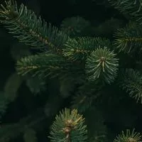EVERYDAYPLANT