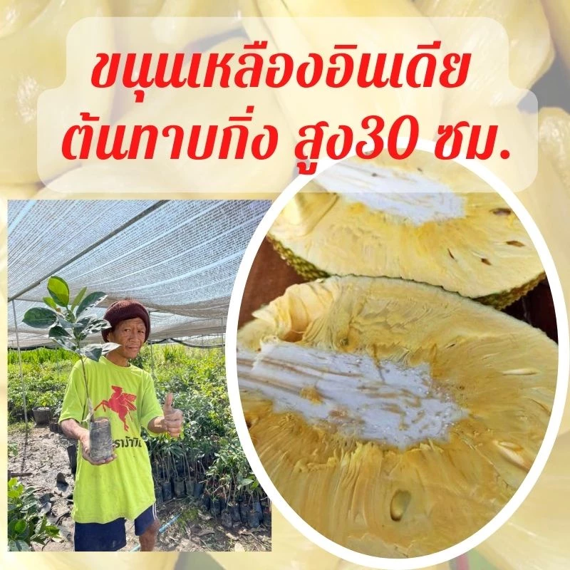 (1 ต้น) ต้นพันธุ์ขนุนเหลืองอินเดีย รสหวาน หอม กรอบ ทานอร่อย ต้นทาบกิ่ง สูง 30 -35 ซม.ต้นแข็งแรงพร้อมส่ง — ของมงคลหมวดบ้านและฮวงจุ้ย