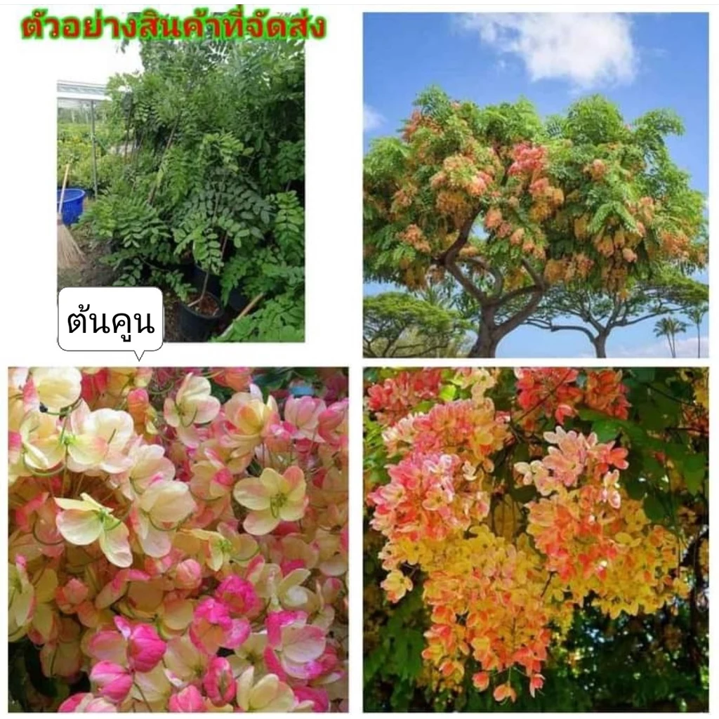 (1ต้น สูง150cm ต้นคูณสายรุ้ง คูณสายรุ้ง ราชพฤกษ์ สี รุ้ง ขาว เหลือง แดง ชมพู คูณ ต้นคูณ ดอกคูณ คูน ต้นคูน ดอกคูน ตอนกิ่ง — ของมงคลหมวดบ้านและฮวงจุ้ย