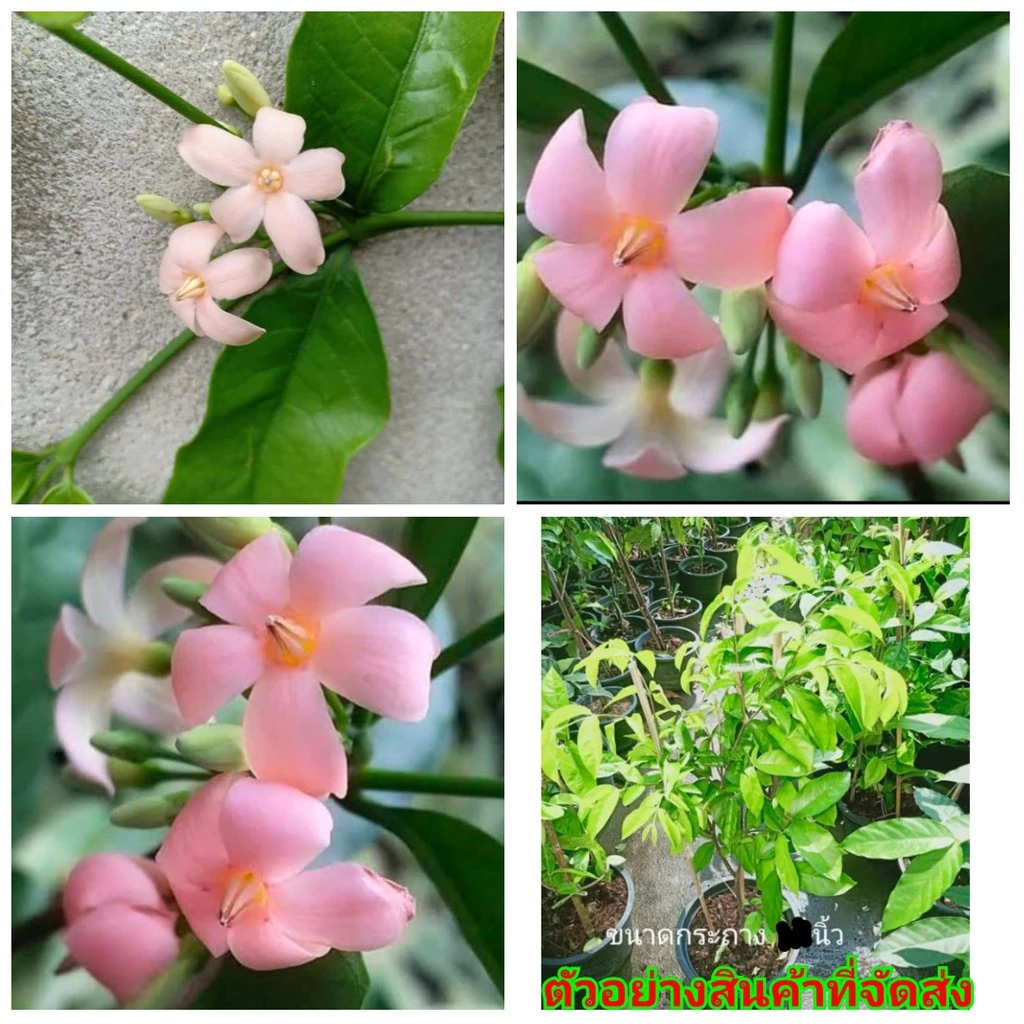 (ขาย ต้นพันธุ์) ดอก ต้น ต้นโมกพวงชมพู โมกพวงชมพู โมก พวง ชมพู fadel / ภูษณิศา — ของมงคลหมวดบ้านและฮวงจุ้ย