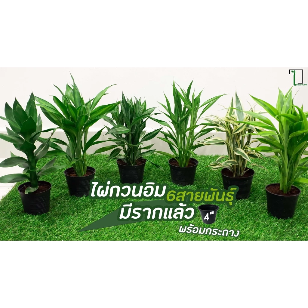 ไผ่กวนอิมมีรากพร้อมกระถาง 4 นิ้ว [ เงิน ทอง 5ต้น ] [ไผ่กวนอิมบัว 1 ต้น] กระถาง 4 นิ้ว (มีราก) ความสูง 30cm — ของมงคลหมวดการเงินและโชคลาภ