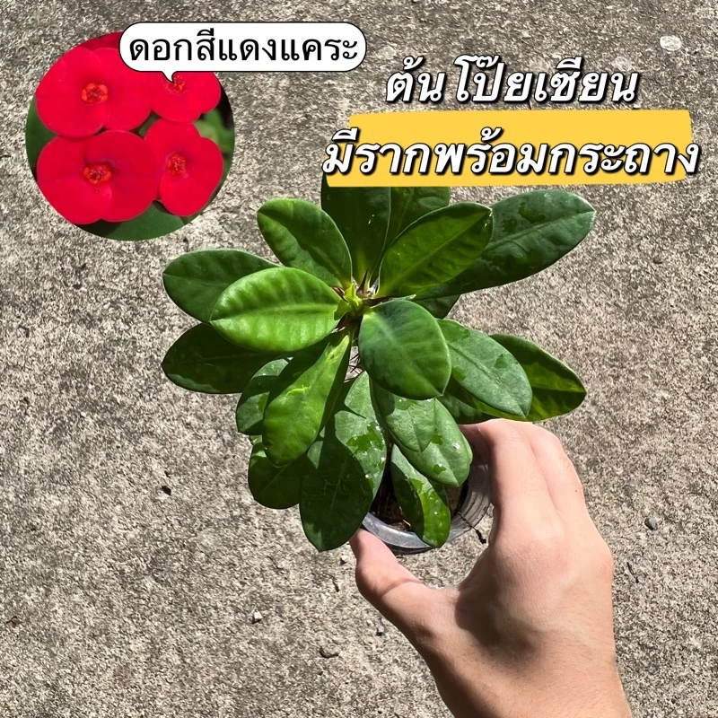 กิ่งตัดสดไม่มีราก/กิ่งมีราก✅ ต้นโป๊ยเซียน (10-15cm)โป๊ยเซียนแคระสีแดง โป๊ยเซียน ดอกไม้ ปลูกง่าย บ้านและสวน — ของมงคลหมวดบ้านและฮวงจุ้ย