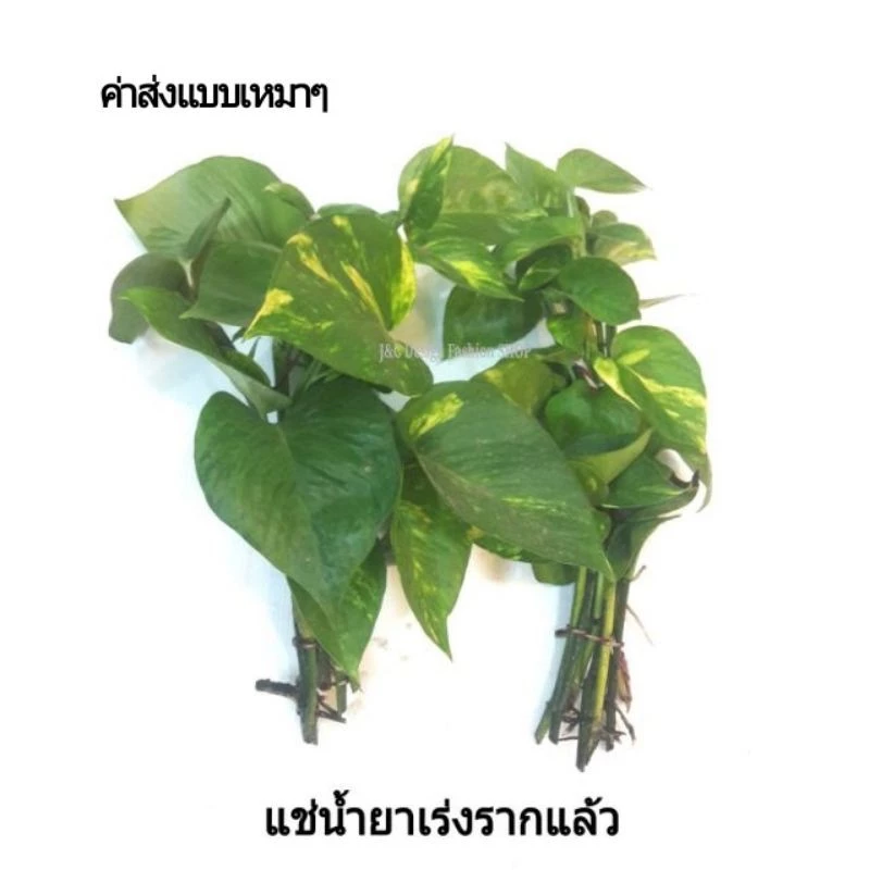 6ต้น 20 เฉลี่ย 3.3 บาท💥Epipremnum aureum พลูด่างฟอกอากาศ #พลูด่างไม้มงคล #พลูด่างไม้ประดับ"#พลูด่าง" 💥ขายต้นสดติดราก💥 — ของมงคลหมวดบ้านและฮวงจุ้ย