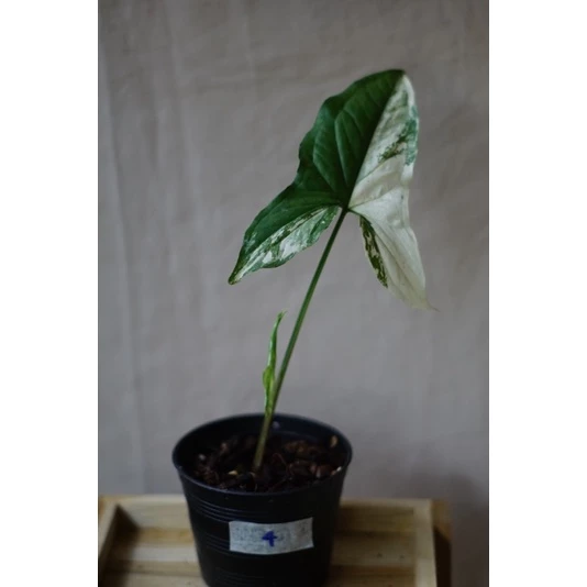 ต้นเงินไหลมาด่างขาว (Syngonium podophyllum) ต้นไหลมาด่าง ไหลมา ไหลมาด่าง กระถาง 6 นิ้ว — ของมงคลหมวดการเงินและโชคลาภ