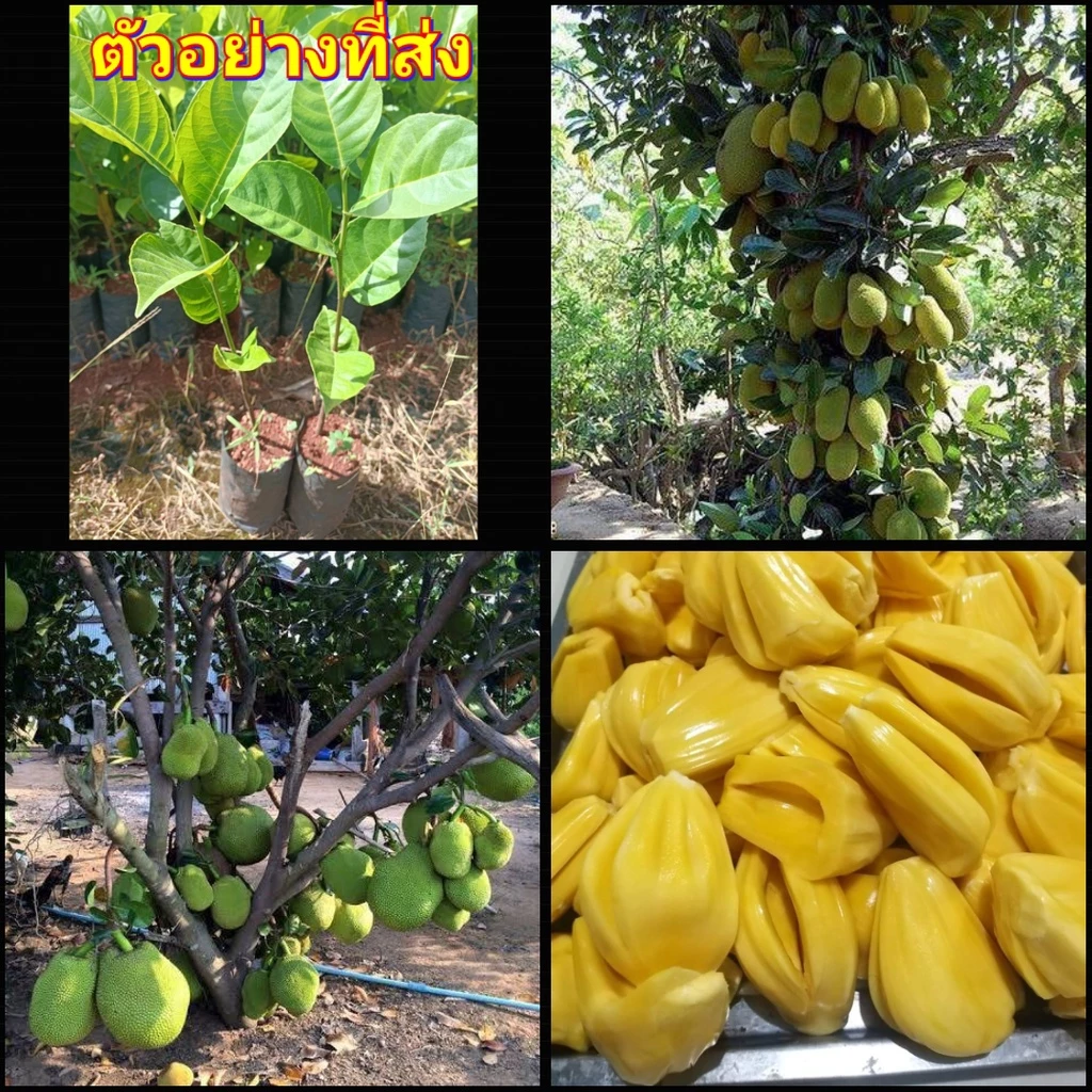 (2ต้น) ต้น ต้นขนุนเพชรราชา ขนุนเพชรราชา ขนุน เพชรราชา ขนุน ต้นขนุน happy — ของมงคลหมวดบ้านและฮวงจุ้ย