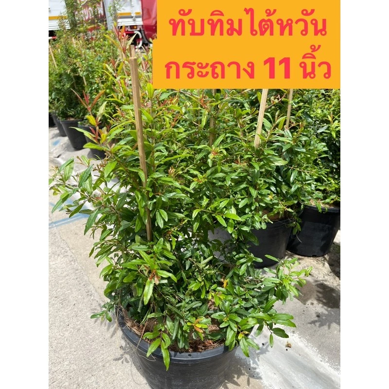 ต้นทับทิมไต้หวัน ต้นทับทิม ขนาดกระถาง 11 นิ้ว ยอดแดง ไม้มงคล — ของมงคลหมวดบ้านและฮวงจุ้ย