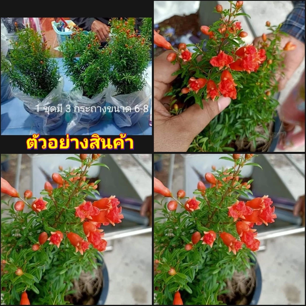 (3กระถาง)(vาย ต้นพันธุ์) ต้น ต้นทับทิมแคระมงคล ต้นทับทิม แคระ มงคล ทับทิม fadel — ของมงคลหมวดบ้านและฮวงจุ้ย