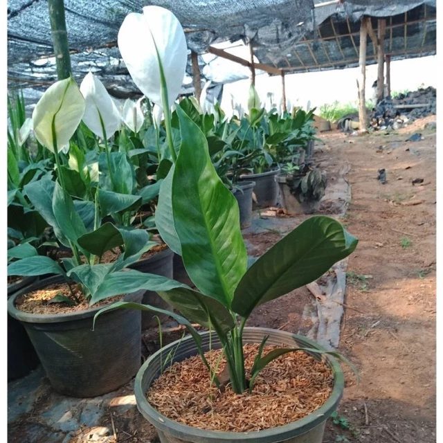 F342 ต้นเดหลี (Peace Lily)ต้นกวักเงิน ไม้มงคล ฟอกอากาศ (ส่งติดดอกทุกต้น) — ของมงคลหมวดบ้านและฮวงจุ้ย