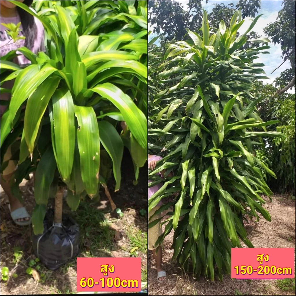 (1ต้น) ต้น ต้นวาสนา วาสนา ใบเขียว ใบด่าง เขียว ด่าง ไซส์ใหญ่ ขนาดใหญ่ ต้นใหญ่ ยักษ์ ต้นวาสนาด่าง ต้นวาสนาเขียว Tinutda — ของมงคลหมวดบ้านและฮวงจุ้ย