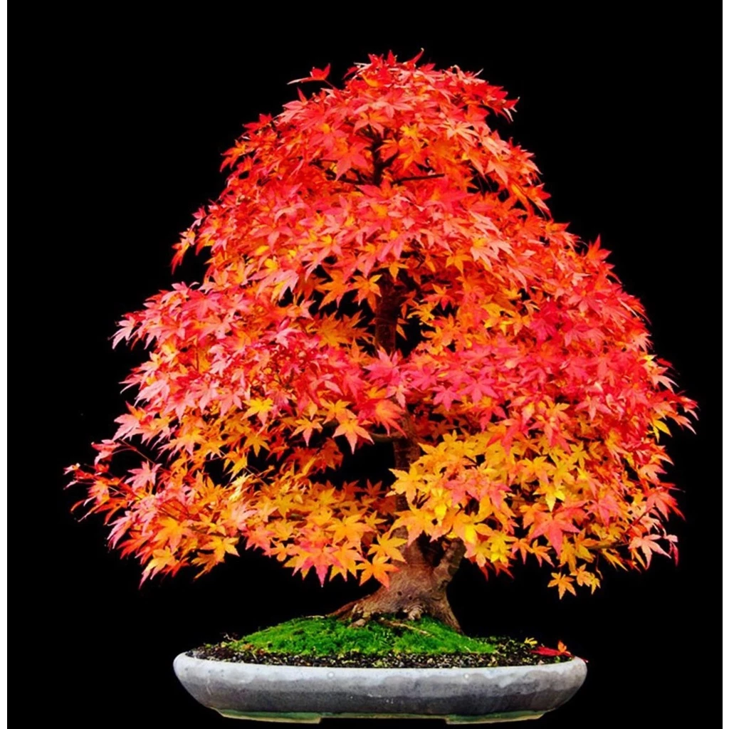 50 เมล็ด Japanese Maple ไม้ผลัดใบเมเปิ้ลเรดญี่ปุ่นและบอนไซเมเปิ้ลแดง ต้นเมเปิ้ลต้นไม้ประดับ บอนไซแคระ บอนไซ เมล็ดดอกไม้ — ของมงคลหมวดบ้านและฮวงจุ้ย