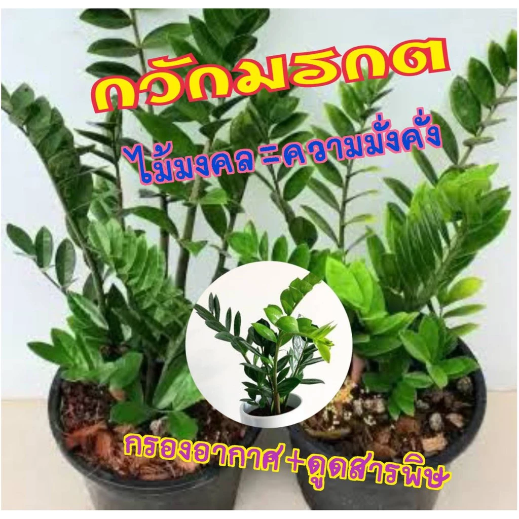 กวักมรกต ต้นกวักมรกต ต้นไม้ฟอกอากาศ ต้นไม้มงคลเรียกทรัพย์ สูงประมาณ 30-40 ซ.ม. (1ต้น/แพ็ค) — ของมงคลหมวดบ้านและฮวงจุ้ย