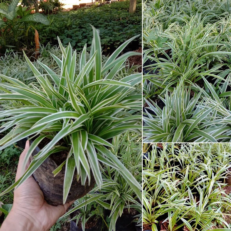 ว่านเศรษฐีเรือนนอก ว่านเสริมสิริมงคล 5แถม1 ขอบใบขาว ไม้มงคล ไม้ประดับ Spider Plant Airplane Plant ต้นเศรษฐีเรือนนอก — ของมงคลหมวดบ้านและฮวงจุ้ย
