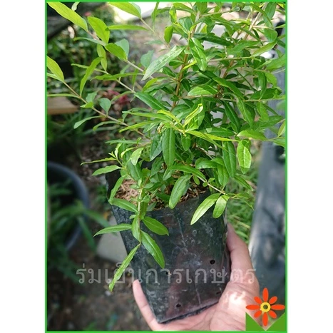 ต้นทับทิม เพาะเมล็ด พันธ์ุไต้หวัน ในถุงชำ 5นิ้ว — ของมงคลหมวดบ้านและฮวงจุ้ย