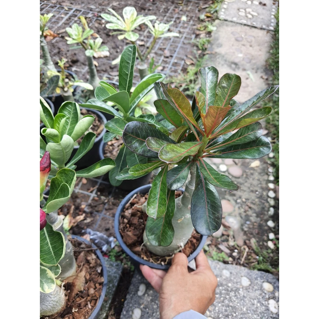 ต้นชวนชม ต้นชวนชม นิลกาฬ Dorset Adenium ลำต้นสูง 20-35ซม ต้นไม้แข็งแรง ดอกชมพูเล็ก ส่งพร้อมกระถาง8นิ้ว — ของมงคลหมวดบ้านและฮวงจุ้ย