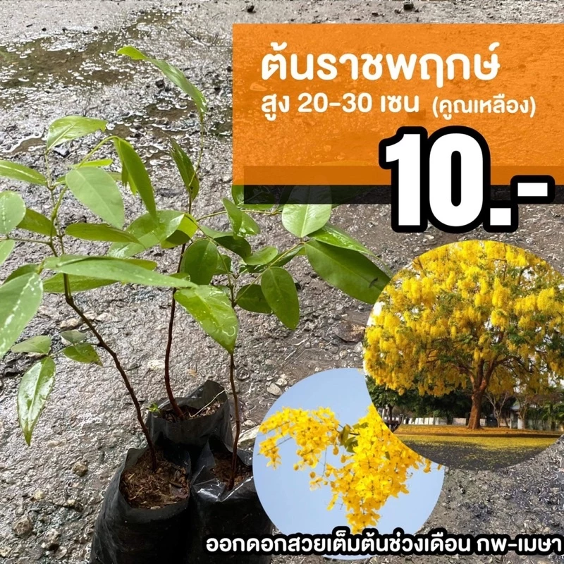 ต้นราชพฤกษ์ (จำนวน 10 ต้น) Cassia fistula #ราชพฤกษ์ — ของมงคลหมวดบ้านและฮวงจุ้ย