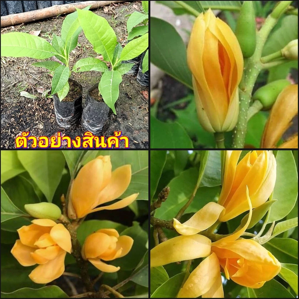 (2ต้น)(vาย ต้นพันธุ์) ดอก ต้น จำปาแคะอินโด จำปาอินโด ต้นจำปาแคะอินโด ต้นจำปาอินโด จำปา แคะ อินโด ต้นจำปา happy — ของมงคลหมวดบ้านและฮวงจุ้ย