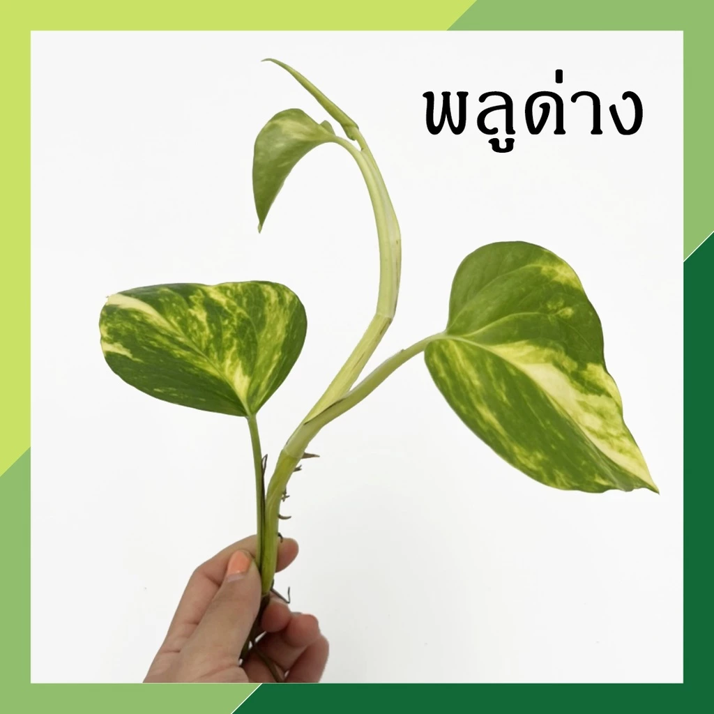 พลูด่างสีเขียว (จำนวน 1 กิ่ง) ** ซื้อ 5 แถม 1 - กดสั่ง 6 ต้นได้เลยค่ะ ** ต้นไม้ฟอกอากาศ ต้นไม้ พลูด่าง พลูด่างฟอกอากาศ — ของมงคลหมวดบ้านและฮวงจุ้ย