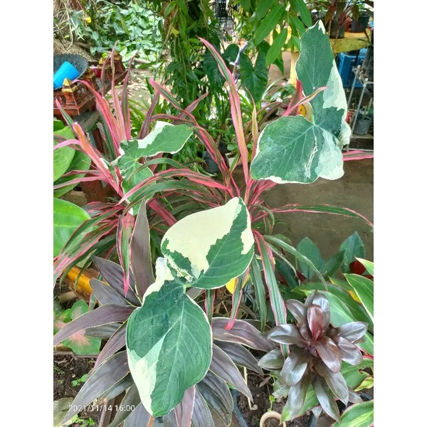 🔥🌱ถุงเงินถุงทอง🌱กอบเงินกรอบทอง อิเหนา ลูกไม้ป่าก้านดำ ไม้มงคล — ของมงคลหมวดการเงินและโชคลาภ