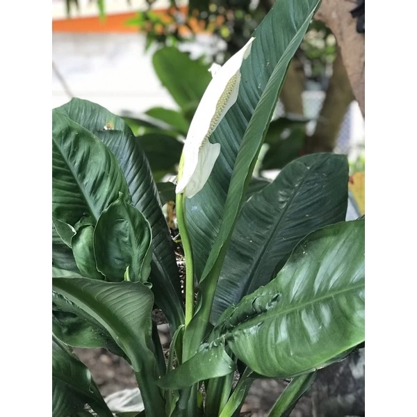 ต้นกวักเงินเดหลี/เดหลีพันธุ์ใหญ่ — ของมงคลหมวดบ้านและฮวงจุ้ย