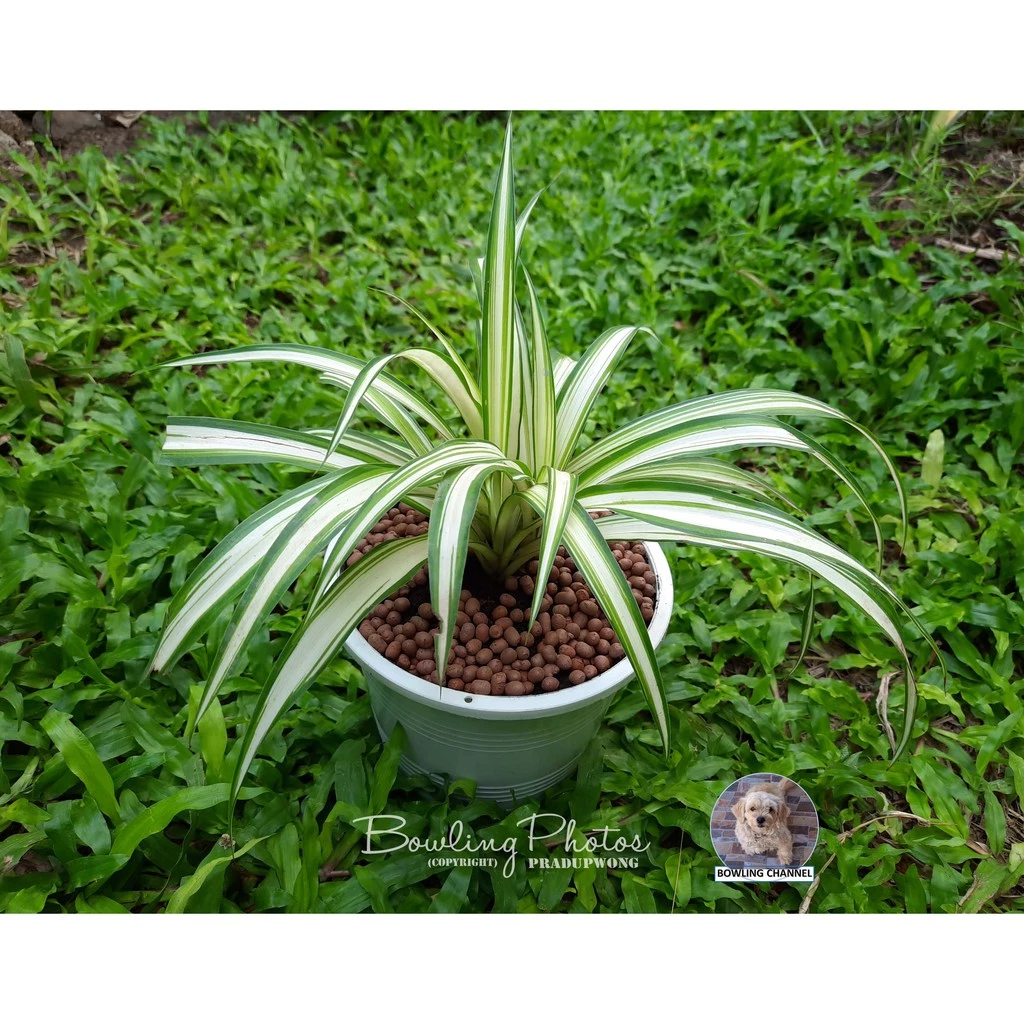 เศรษฐีเรือนใน (Spider plant) #ต้นเศรษฐีเรือนใน #ไม้ฟอกอากาศ #ไม้มงคล #ต้นไม้เล็ก #ต้นไม้น่ารัก — ของมงคลหมวดบ้านและฮวงจุ้ย