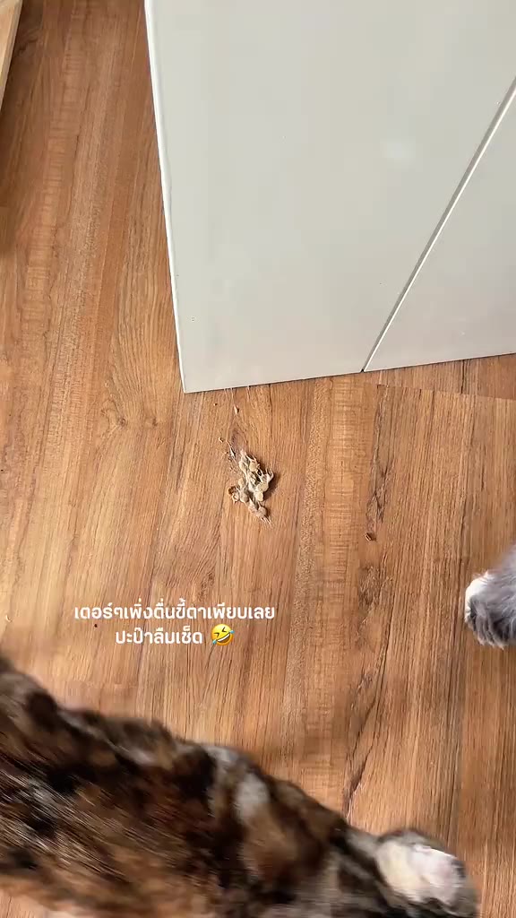 ตัวช่วยดูแลแมวเลียขนบ่อย#HairballChews #PethealerTH #CatHealth #แมวเลียขน #ขนมแมว