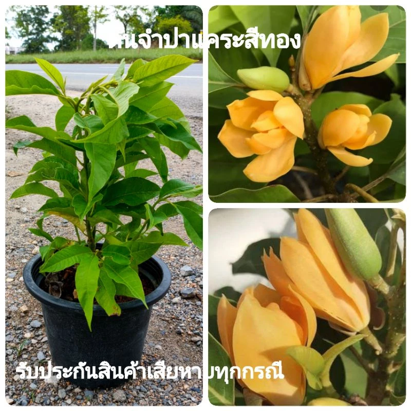 ต้นจำปาแคระ จำปาสีทอง ต้นเตี้ยปลูกใส่กระถางได้ ออกดอกดกตลอดปีกลิ่นหอม กระถาง10นิ้ว ต้นสูง70-80ซน(1ต้น) — ของมงคลหมวดบ้านและฮวงจุ้ย