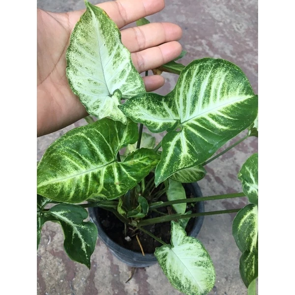 ต้นซีโกเนียม (Syngonium) หรือต้นเงินไหลมา ไม้ประดับใบสวยที่เชื่อกันว่า หากบ้านใดนำไปปลูกก็จะช่วยให้เงินทองไหลมาเทมา — ของมงคลหมวดการเงินและโชคลาภ