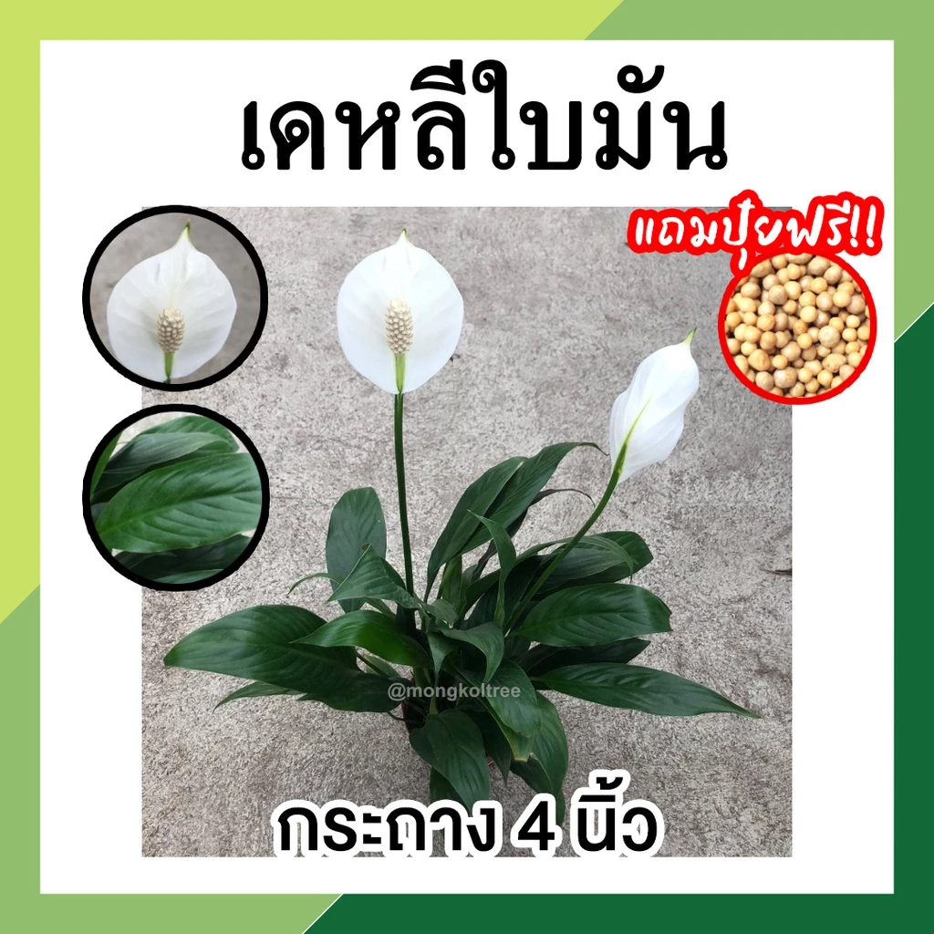 ต้นเดหลี เดหลีใบมัน พร้อมกระถาง 4 นิ้ว ไม้มงคล ไม้ฟอกอากาศ เลี้ยงในบ้าน ต้นสูง 30-35 ซม. ใบสวย ดอกสีขาว กอแน่น ฟอร์มสวย — ของมงคลหมวดบ้านและฮวงจุ้ย
