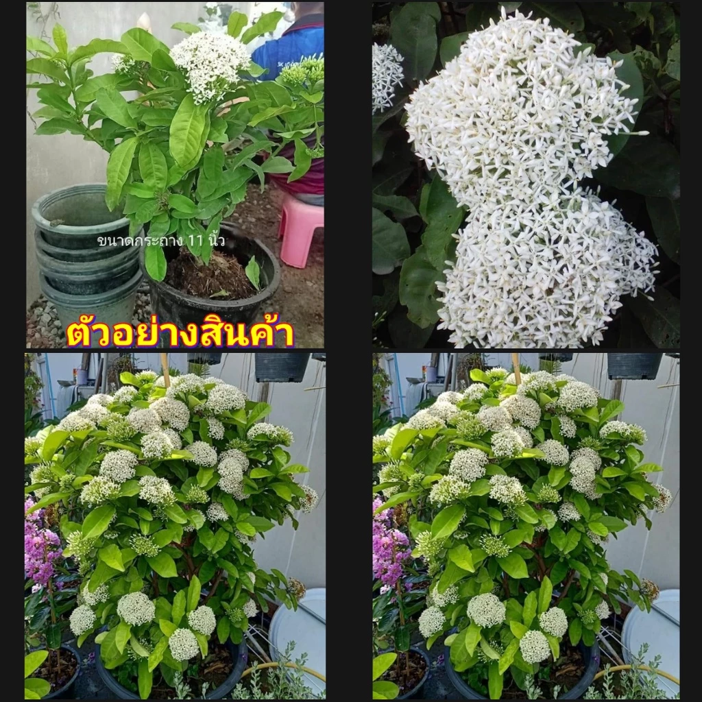 (1 ต้น ) ต้นเข็มหอม โบราณ ต้นเข็มพวง สีขาว ต้นเข็มขาว เข็มขาว / ledaf — ของมงคลหมวดบ้านและฮวงจุ้ย