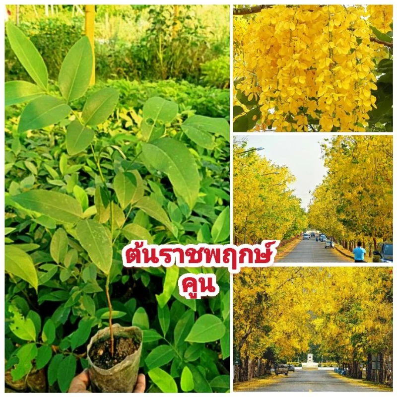 ต้นราชพฤกษ์ ขนาดต้น 25-35 ซม. ต้นไม้ประจำชาติไทย ดอกสีเหลืองสวยงาม ปลูกต้นราชพฤกษ์ไว้เกียรติ — ของมงคลหมวดบ้านและฮวงจุ้ย