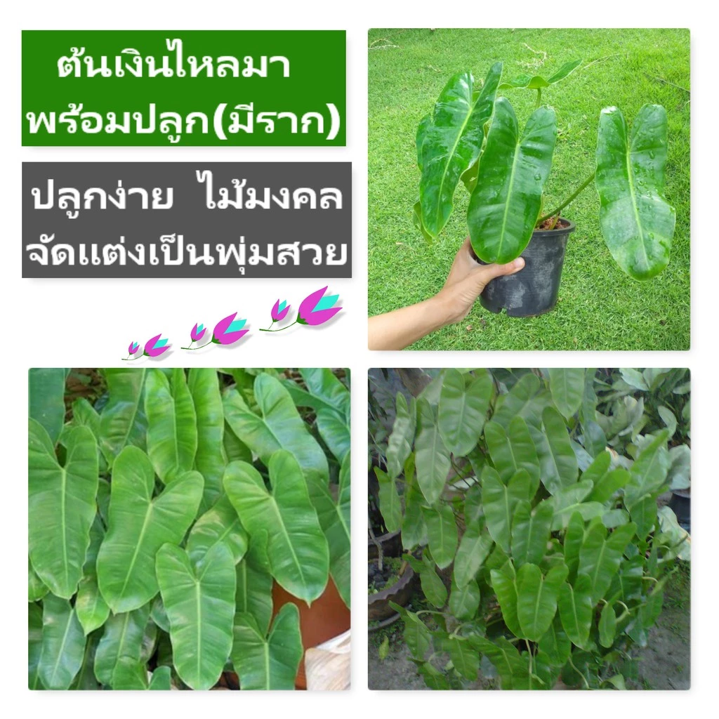 [ขั้นต่ำ 2ต้น] ฟิโลเดนดรอน มรกตหยก (ต้นเงินไหลมา) ไม้ฟอกอากาศ ไม้มงคล ต้นพร้อมปลูกมีรากอากาศ ราคา/ต้น ขั้นต่ำ 2ต้น — ของมงคลหมวดการเงินและโชคลาภ