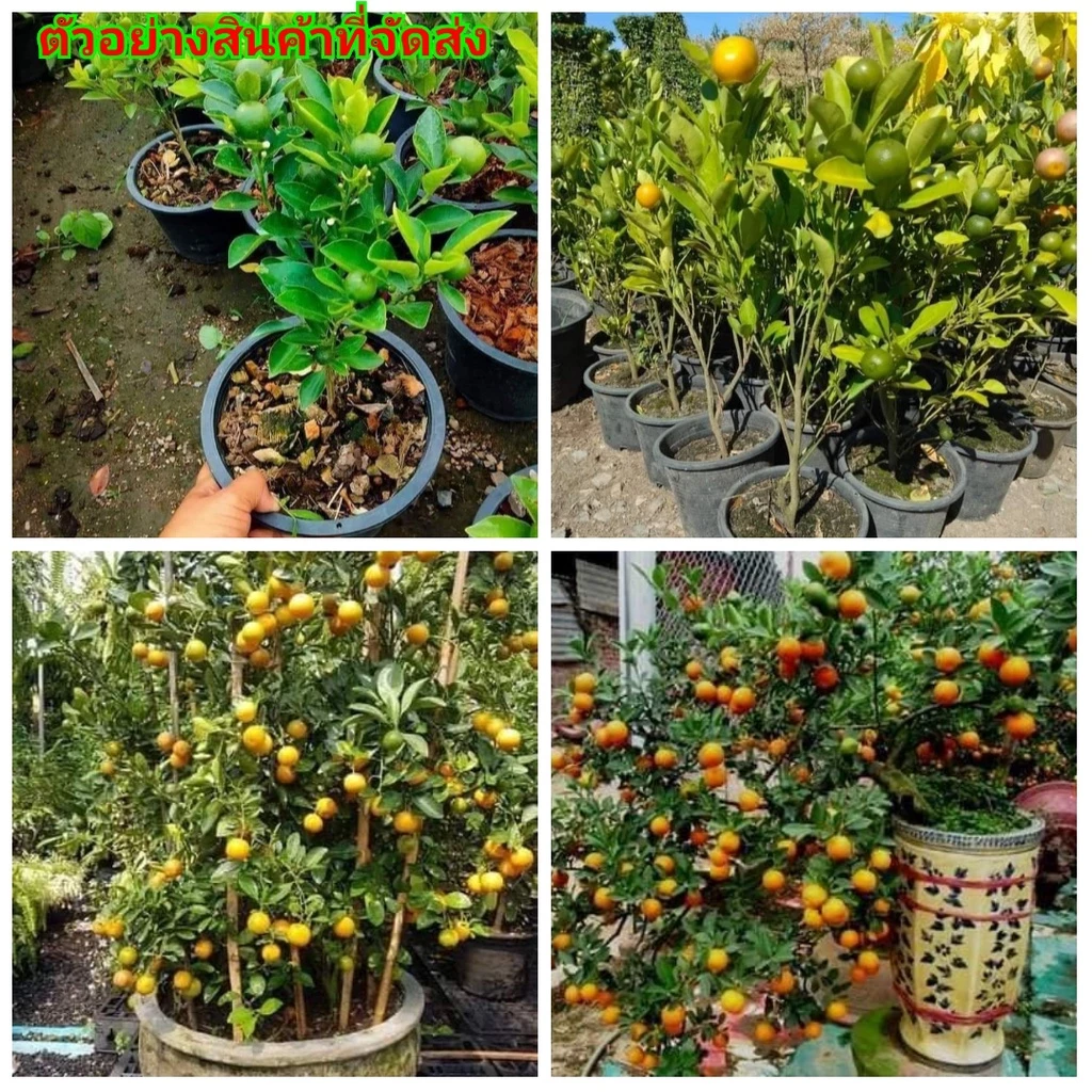 (1ต้น)(ขาย ต้นพันธุ์) ต้น ต้นส้มจี๊ด ส้มจี๊ด ต้นส้ม ส้ม kanokwan — ของมงคลหมวดบ้านและฮวงจุ้ย