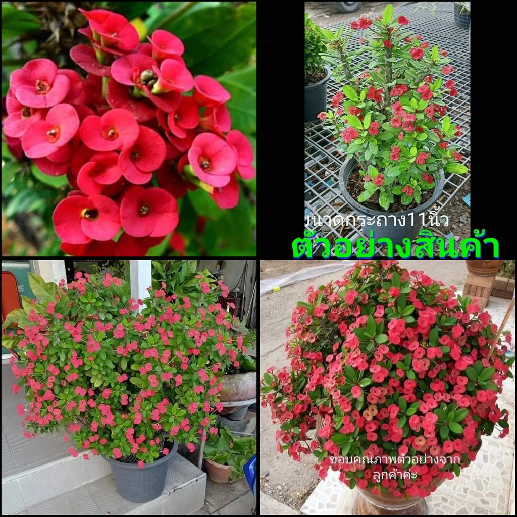 (ขาย ต้นพันธุ์) ดอก ต้น ต้นโป๊ยเซียน สีแดง สด ดอกเล็ก โป๊ยเซียน fadel — ของมงคลหมวดบ้านและฮวงจุ้ย